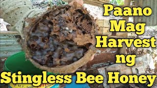 Stingless Bee  Paano Ba Mag Harvest ng STINGLESS BEE HONEY  Stingless Bee Hive [upl. by Cora1]