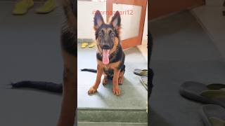 Leo So Excited ☺️German Shepherd DogPuppy shorts dog puppy gsd [upl. by Ahsiki]