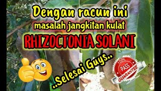 Racun terbaik untuk menangani serangan kulat Rhizoctonia Solani [upl. by Ronal909]