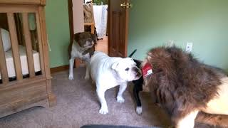 Brave English bulldog Sir Wellington fights lion Super funny [upl. by Endo]