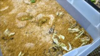 Mealworm farm update April 30 2017 [upl. by Aehtorod]