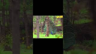 Amazing peacock dance video dancebird animals pecocke newvideo traveldiaries [upl. by Sherurd]