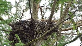 Jonge oehoes op nest Locatie blijft onbekend [upl. by Netsoj]