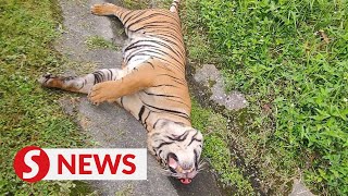 Pahang Perhilitan to preserve carcass of tiger believed hit by car [upl. by Alih]