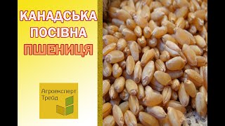 Канадська пшениця в Україні посівна 🌾  насіння 🌾 від виробника Агроексперттрейд [upl. by Artamas136]