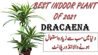 Dracaena plant types in Pakistan  best indoor plant for office amp Banks  Price and review [upl. by Marla]