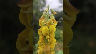 Crotalaria pallida [upl. by Homere]