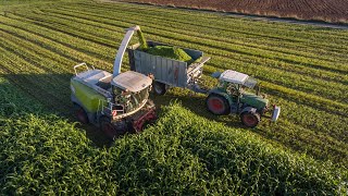 CLAAS JAGUAR 900 im Sudangras  Klunzinger  Agrarservice Schad DJI [upl. by Kinimod]