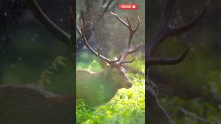 Nature power and beauty unleashed🌧️🦌Wildwonders17shorts ytshorts youtubeshorts deer animals [upl. by Rayner119]