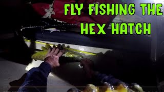 Fly Fishing The Hex Hatch [upl. by Nylorak]