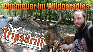 Wildparadies Tripsdrill  Ausflugstipps in BadenWürttemberg  VLOG [upl. by Lleynad]