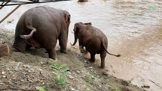 With Loud Trumpeting A Scene Of Unbelievable Panic Unfolds During The Herds Reunion ElephantNews [upl. by Irret]