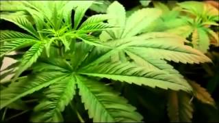 Cannabis plant growing  TIMELAPSE [upl. by Harrod]