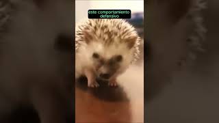 🦔Erizo  La linda bola puntiaguda shorts erizos wildlife animales [upl. by Berck]