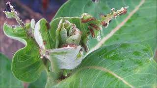 Cycnia collaris Cycnia inopinatus on Common Milkweed [upl. by Sondra553]