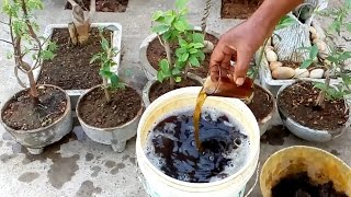 How to make liquid organic fertilizer at home [upl. by Skelton]