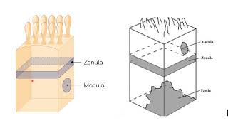 Epithelial polarity  Epithelial specializations [upl. by Alema]