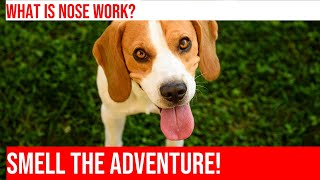 Train Your Beagle with Nose Work Games Fun for You and Your Dog [upl. by Anneiv188]