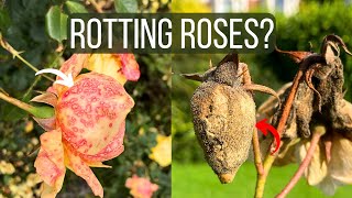 How To Cure Botrytis Blight on Roses Identify the Disease and Save Your Flowers [upl. by Ardnatal]