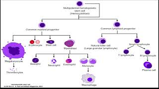 Betibeglogene autotemcel [upl. by Alexi]