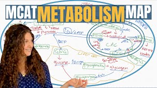 MCAT Biochemistry The 13 Metabolic Pathways Explained [upl. by Nodnart995]