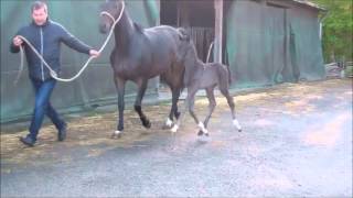 wwwreitschulesandbrinkde SANDBRINK  FÜRST ROMANCIER foal Dressage [upl. by Hitt669]