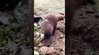 A Mongoose small terrestrial carnivorous mammal [upl. by Upshaw]