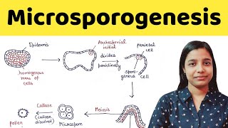 Microsporogenesis  types of anther wall development  BSc  MSc  TGT  PGT  NEET [upl. by Aneert]