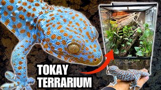 UPGRADING THE TOKAY TERRARIUM  TAMING MY TOKAY GECKOS WITH FOOD [upl. by Vanni]