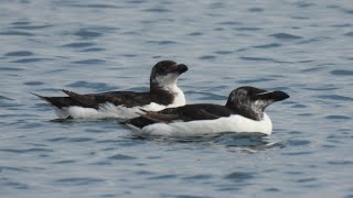 Razorbill  Гагарка [upl. by Landmeier283]