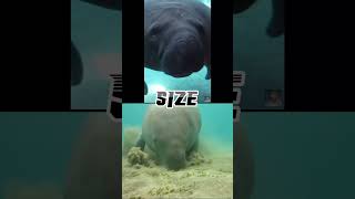 Manatee vs Dugong Battle of the Sea Potatoes manatee dugong shorts [upl. by Turnheim]