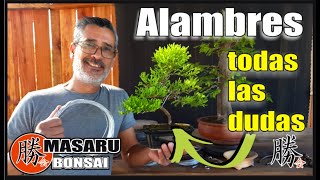 COMO EMPEZAR UN BONSAI  Tema ALAMBRADO COMO Y PORQUE ALAMBRAR QUE ALAMBRE USAR Y HASTA CUANDO [upl. by Einnig]