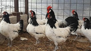 lakenvelder chicken  lakenfelder  lakenvelder chicken breed 🐓🐓 [upl. by Washington]