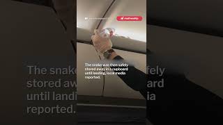 Snake found on AirAsia flight to Phuket cabin crew calmly removes it [upl. by Etterb361]