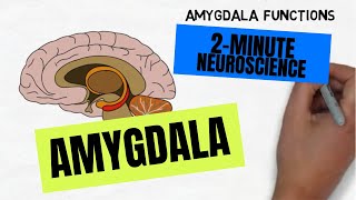 2Minute Neuroscience Amygdala [upl. by Nickolaus327]