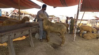 Top Quality Mundra chatra kaka gulabi A chz Mundra chatra rate  bakra mandi gujranwala [upl. by Kcirred]