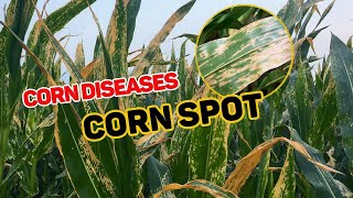 Gray Leaf Spot  Corn spot [upl. by Kapoor760]