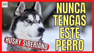 🆘 VENTAJAS Y DESVENTAJAS DE TENER UN HUSKY SIBERIANO 🆘 NO TENGAS NUNCA UN HUSKY [upl. by Hannasus]