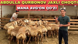 ABDULLA QURBONOV 300 TA QO‘ZI OLIP KELDI AVG‘ONLARIDAN [upl. by Aubrie]