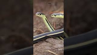 इस जगह जाने पर सरकार ने पाबंदी लगा रखी है  Snake Island Brazil shorts [upl. by Zedecrem]