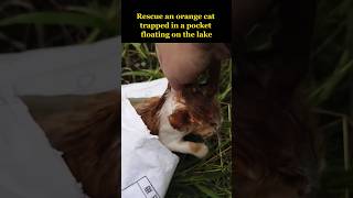 An orange cat trapped in a pocket floating on the lake [upl. by Sucram]