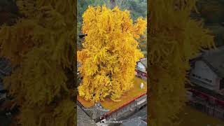 Beautiful Rain of Golden Leaves  Ginkgo Biloba [upl. by Ylime]