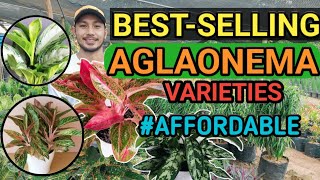 BESTSELLING AGLAONEMA VARIETIES  2021 [upl. by Ruel]