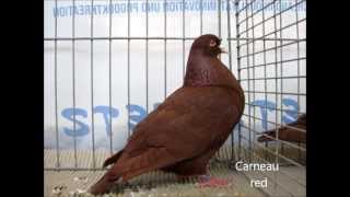 Fancy Pigeon Breeds CD Rassetauben in Englisch von C  D [upl. by Amik202]