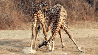 How Do Giraffes Fight  A Neck Battle  Love Nature [upl. by Rialc]