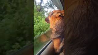 Tigu going to village 🐕 🐕shortsvideo pujaprajapati [upl. by Grassi]