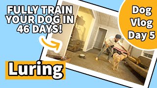 Luring  Dog Vlog Day 5 [upl. by Anett973]