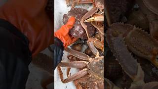 RARE Crab Species Found in Pot  ALASKA [upl. by Yekcaj264]