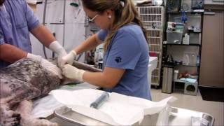 Task 25 Urinary Catheter Male Dog [upl. by Pier]