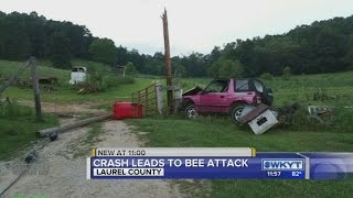 Crash leads to bee attack [upl. by Myrtie]